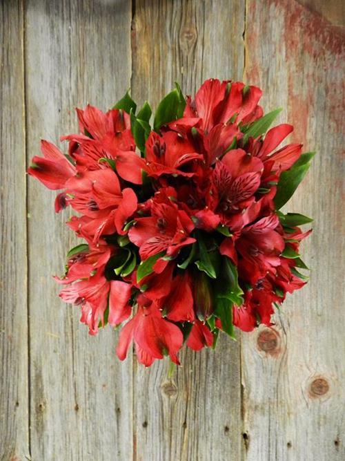 NADIA RED ALSTROEMERIA